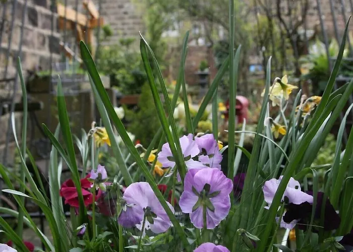 Alexandra Court Nocleg ze śniadaniem Harrogate